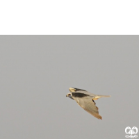 گونه کورکور بال سیاه Black-winged Kite